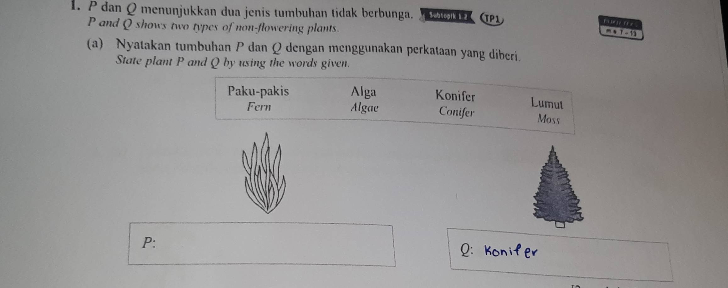 P dan Qmenunjukkan dua jenis tumbuhan tidak berbunga. Subtopik 1.2 TP1
P and Q shows two types of non-flowering plants.

m - 13
(a) Nyatakan tumbuhan P dan Q dengan menggunakan perkataan yang diberi. 
State plant P and Q by using the words given. 
Paku-pakis Alga Konifer 
Lumut 
Fern Algae Conifer Moss 
P: Konifer
Q :