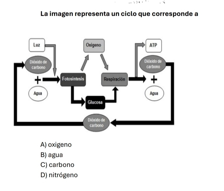 La imagen representa un ciclo que corresponde a
A) oxigeno
B) agua
C) carbono
D) nitrógeno