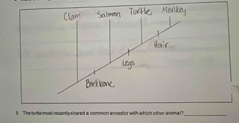 The furtle most recently shared a common ancestor with which other animal?_