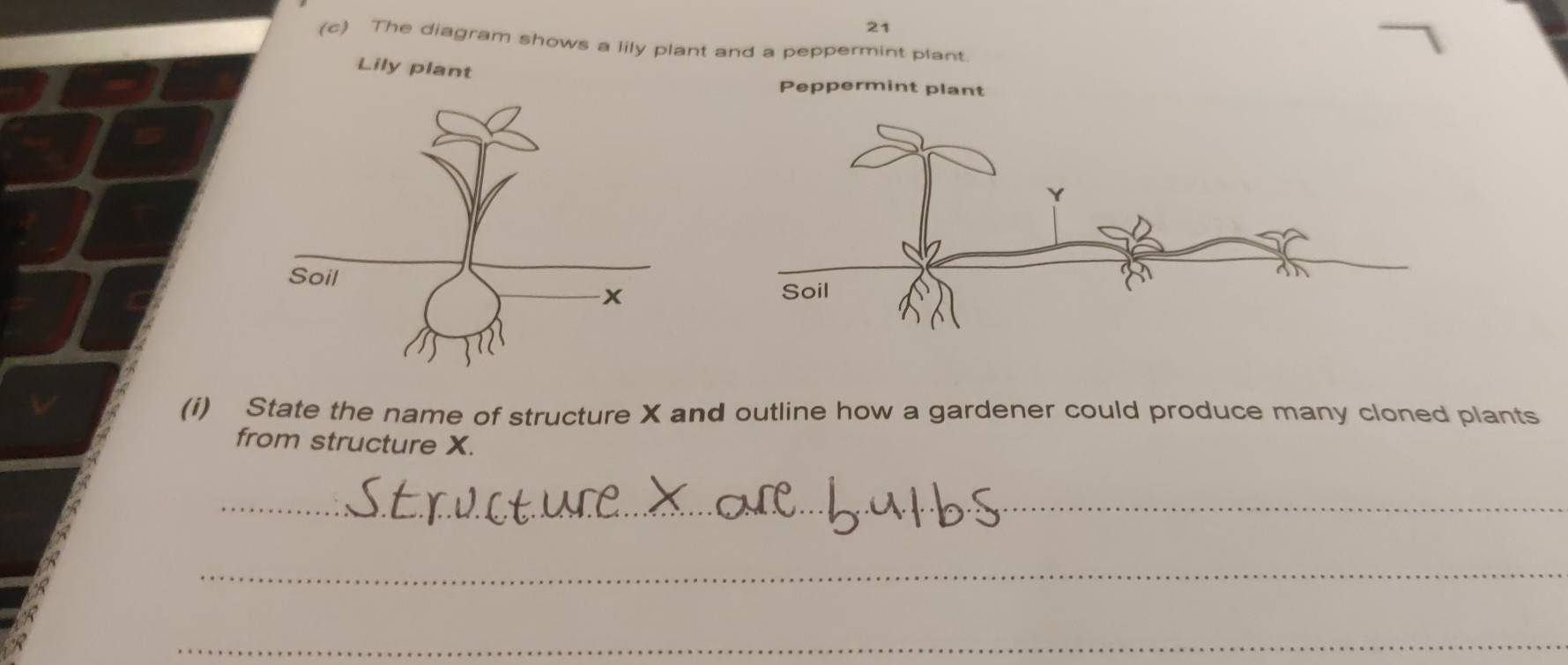 Solved: 21 (c) The diagram shows a lily plant and a peppermint plant ...