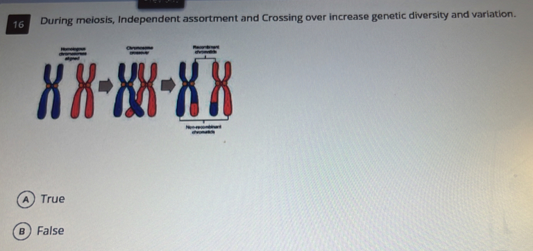 During meiosis, Independent assortment and Crossing over increase genetic diversity and variation.
Recomibi nant chromatids
No n-re co mbinant
A) True
B False