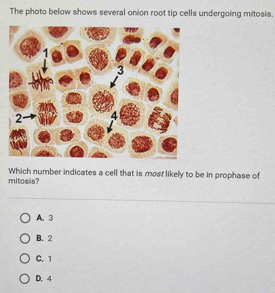 Solved: The photo below shows several onion root tip cells undergoing  mitosis. 1 3 2 - 4 Which num [Biology], image size:945x1007