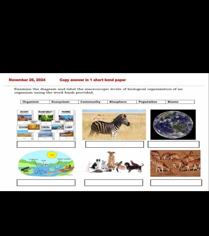 November 26, 2024 Copy answer in 1 short bond paper
Examine the diagram and label the macroscopic levels of biological organization of an
organism using the word bank provided.
Organism Ecosystem Community Biosphere Population Biome