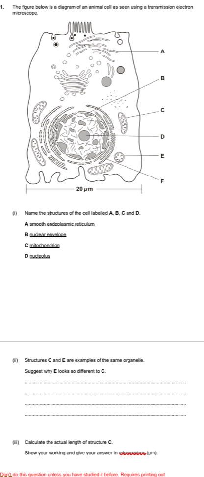 The figure below is a diagram of an animal cell as seen using a transmission electron
microscope.
(i) Name the structures of the cell labelled A. B. C and D.
A smooth endoplasmic reticulum
B nuclear envelope
C mitochondrion
D nucleolus
(ii) Structures C and E are examples of the same organelle.
Suggest why E looks so different to C.
_
_
_
_
(iii) Calculate the actual length of structure C.
Show your working and give your answer in micrematres (um).
Don't do this question unless you have studied it before Requires printing out