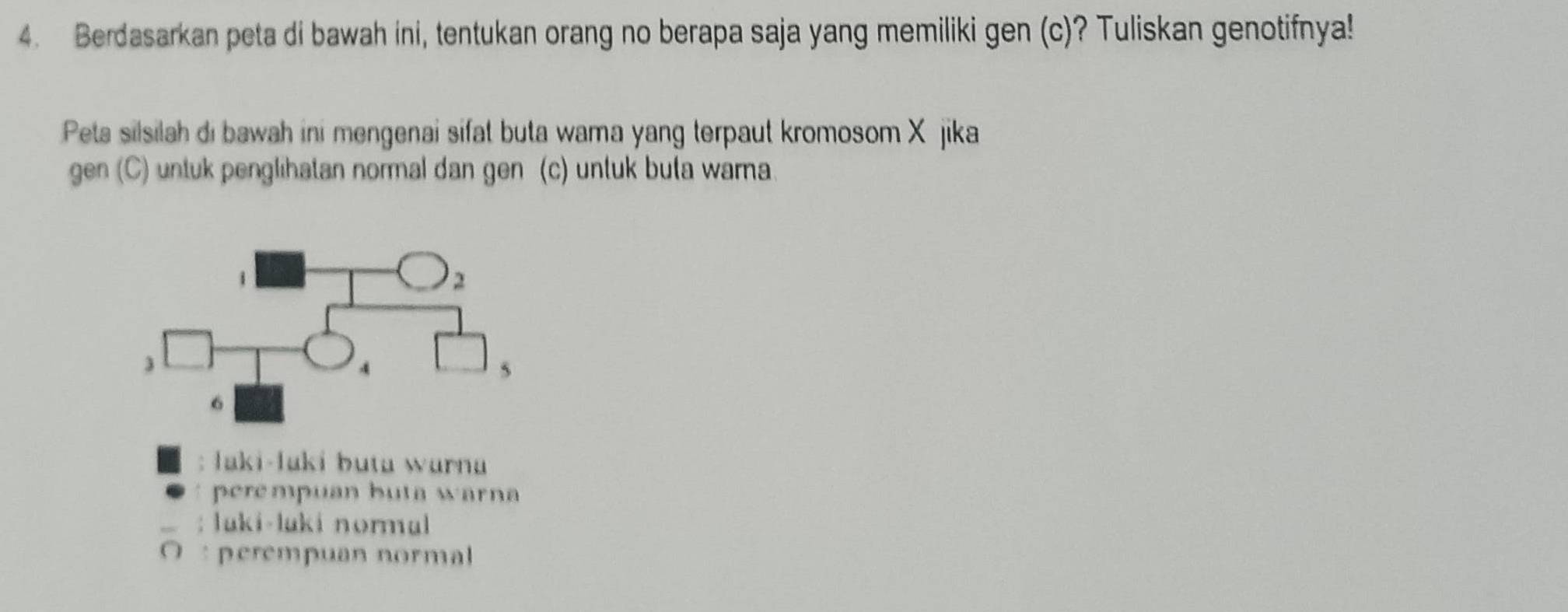 Berdasarkan peta di bawah ini, tentukan orang no berapa saja yang memiliki gen (c)? Tuliskan genotifnya!
Peta silsilah di bawah ini mengenai sifat buta wama yang terpaut kromosom X jika
gen (C) untuk penglihatan normal dan gen (c) unluk buła wara
: laki-laki buta wurna
perempuan buta warna
: luki-luki normal
O : perempuan normal