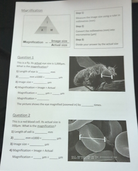 Shep I 
Measone the image size using a ruler in 
1 mlllimenes (mm) 
Step 2) 
A M Convert the milllimetres (mm) into 
micrometres (gt) 
Shep 3) 
Magnification = - Image size Actual size Dlivide your answer by the actuall size 
Question 1 
This is a fly. Its actual eye size is 1,000μm. 
What is the magnification? 
1) Length of eye is _ mim
2)_ mm * 1000= _ μm
3) Image size =_ pm 
4) Magnification = Image + Actual 
Magnification = _ urn+ 
Magnification =_ 
The picture shows the eye magnified (zoomed in) by _times. 
Question 2 
This is a red blood cell. Its actual size is
300μm. What is the magnification? 
_ 
1) Length of cell is mm
2)_ m m * 1000= _ μ m
3) Image size = _ μm
4) Magnification = Image ÷ Actual 
Magnification = _ mu m/ _jum