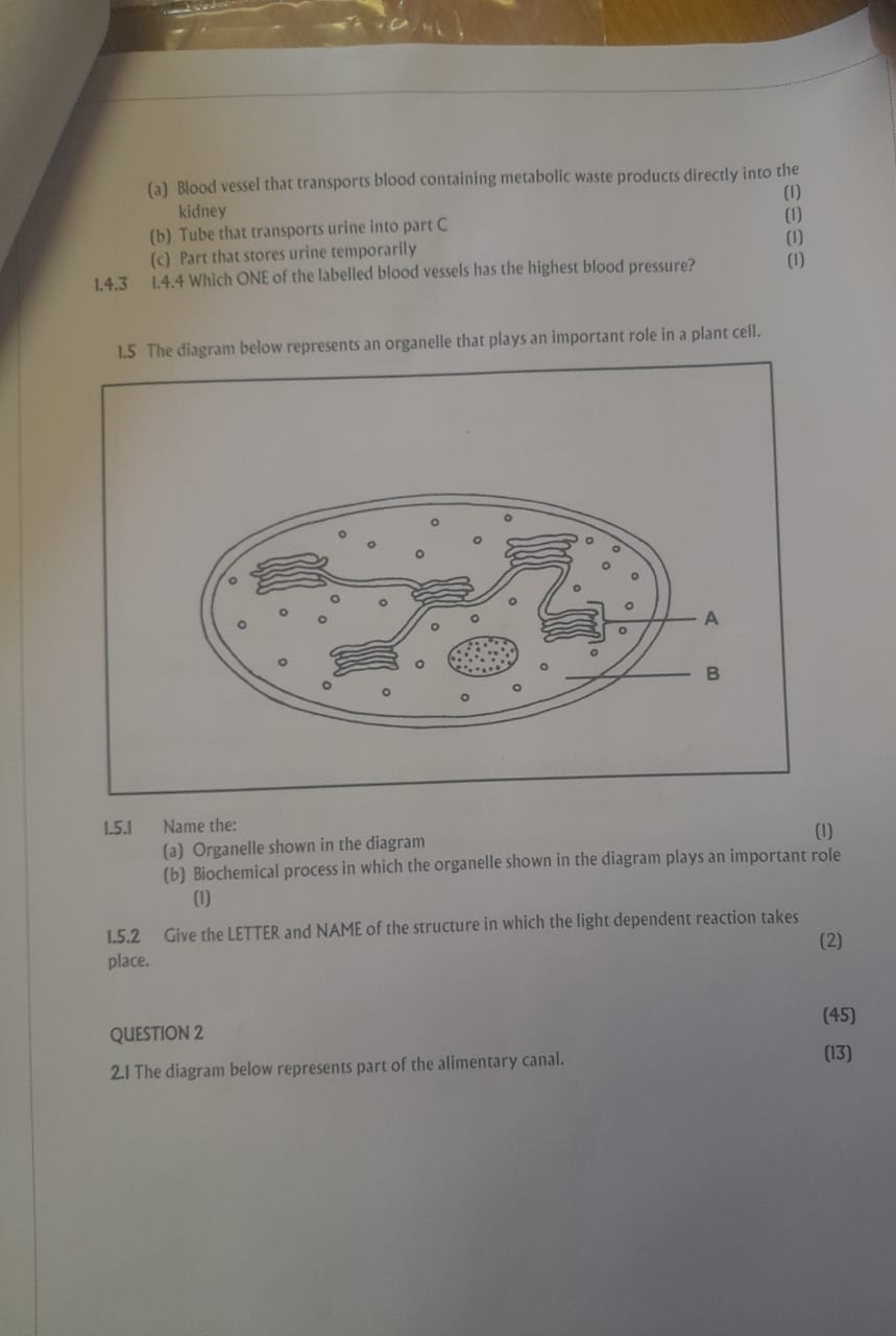 Blood vessel that transports blood containing metabolic waste products directly into the
(1)
kidney (1)
(b) Tube that transports urine into part C (1)
(c) Part that stores urine temporarily
1.4.3 1.4.4 Which ONE of the labelled blood vessels has the highest blood pressure? (1)
1.5 The diagram below represents an organelle that plays an important role in a plant cell.
1.5.1 Name the:
(1)
(a) Organelle shown in the diagram
(b) Biochemical process in which the organelle shown in the diagram plays an important role
(1)
1.5.2 Give the LETTER and NAME of the structure in which the light dependent reaction takes
(2)
place.
(45)
QUESTION 2
2.1 The diagram below represents part of the alimentary canal.
(13)