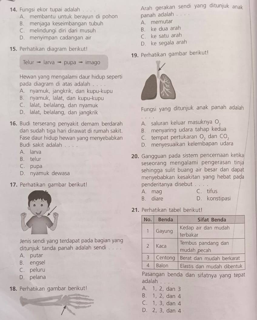 Fungsi ekor tupai adalah Arah gerakan sendi yang ditunjuk anak
A. membantu untuk berayun di pohon panah adalah . . . .
B. menjaga keseimbangan tubuh A. memutar
C. melindungi diri dari musuh B. ke dua arah
D. menyimpan cadangan air C. ke satu arah
15. Perhatikan diagram berikut! D. ke segala arah
19. Perhatikan gambar berikut!
Telur → larva pupa . imago
Hewan yang mengalami daur hidup seperti
pada diagram di atas adalah . . .
A. nyamuk, jangkrik, dan kupu-kupu
B. nyamuk, lalat, dan kupu-kupu
C. lalat, belalang, dan nyamuk
D、 lalat, belalang, dan jangkrik Fungsi yang ditunjuk anak panah adalah
16. Budi terserang penyakit demam berdarah A. saluran keluar masuknya O_2
dan sudah tiga hari dirawat di rumah sakit. B. menyaring udara tahap kedua
Fase daur hidup hewan yang menyebabkan C. tempat pertukaran O_2 dan CO_2
Budi sakit adalah . . . . D. menyesuaikan kelembapan udara
A. larva
B. telur 20. Gangguan pada sistem pencernaan ketika
C. pupa seseorang mengalami pengerasan tinja
D. nyamuk dewasa sehingga sulit buang air besar dan dapat
menyebabkan kesakitan yang hebat pada
17. Perhatikan gambar berikut! penderitanya disebut . .
A. mag C. tifus
B. diare D. konstipasi
21. Perhatikan tabel berikut!
Jenis sendi yang terdapat pada bagian yang
ditunjuk tanda panah adalah sendi . . . .
A. putar
B. engsel
C. peluru Pasangan benda dan sifatnya yang tepat
D. pelana adalah
18. Perhatikan gambar berikut! A. 1, 2, dan 3
B. 1, 2, dan 4
C. 1, 3, dan 4
D. 2, 3, dan 4