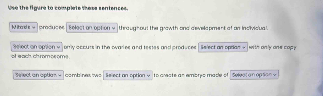 Use the figure to complete these sentences. 
Mitosis v produces Select an option √ throughout the growth and development of an individual. 
Select an option √ only occurs in the ovaries and testes and produces Select an option ~ with only one copy 
of each chromosome. 
Select an option combines two Select an option √ to create an embryo made of Select an option ~