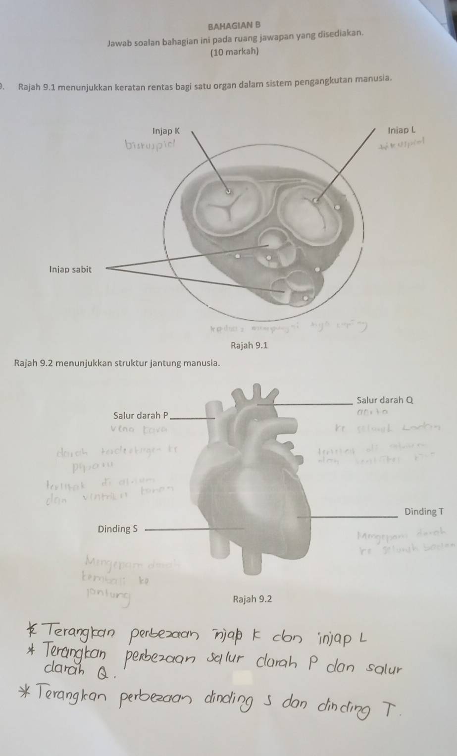 BAHAGIAN B 
Jawab soalan bahagian ini pada ruang jawapan yang disediakan. 
(10 markah) 
. Rajah 9.1 menunjukkan keratan rentas bagi satu organ dalam sistem pengangkutan manusia. 
Rajah 9.2 menunjukkan struktur jantung manusia.