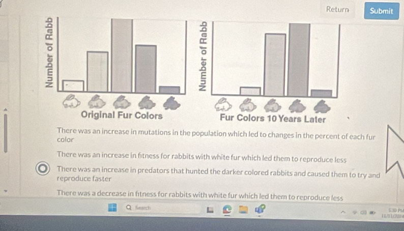 Return Submit
There was an increase in mutations in the population which led to changes in the percent of each fur
color
There was an increase in fitness for rabbits with white fur which led them to reproduce less
There was an increase in predators that hunted the darker colored rabbits and caused them to try and
reproduce faster
There was a decrease in fitness for rabbits with white fur which led them to reproduce less
Search 530 PM
11/1 1/2024