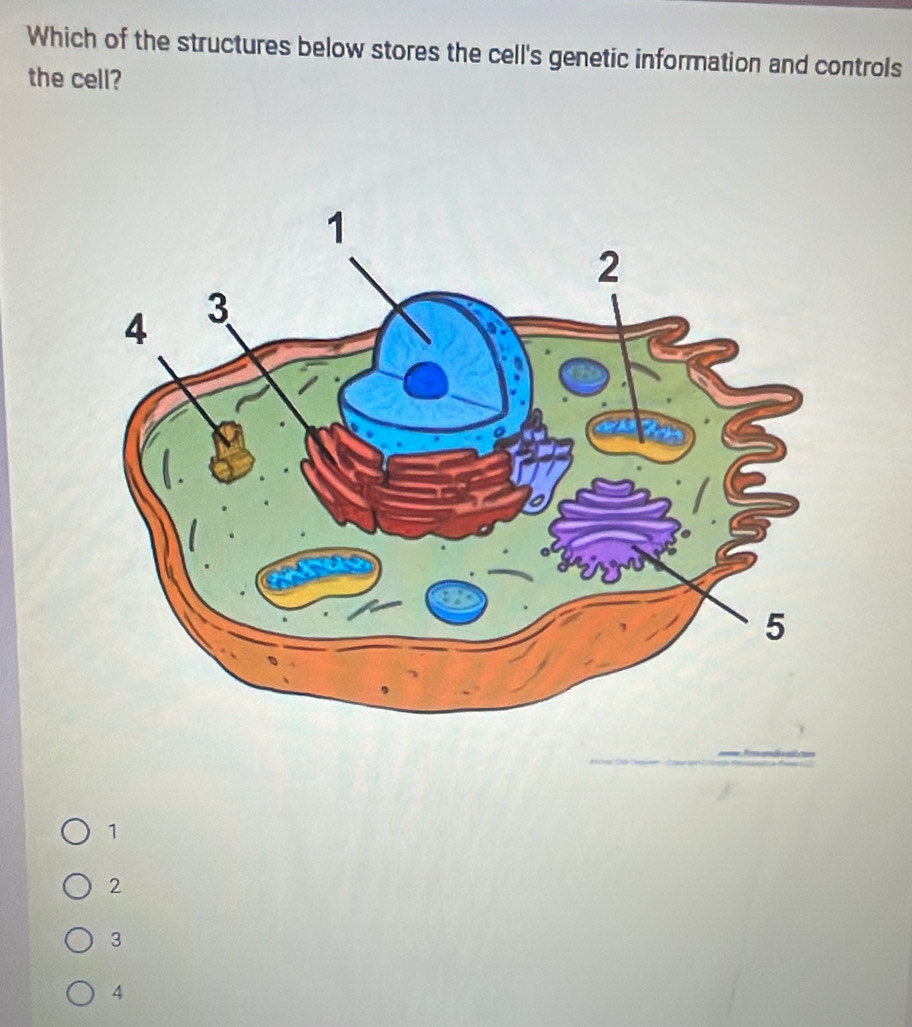 Which of the structures below stores the cell's genetic information and controls
the cell?
1
2
3
4