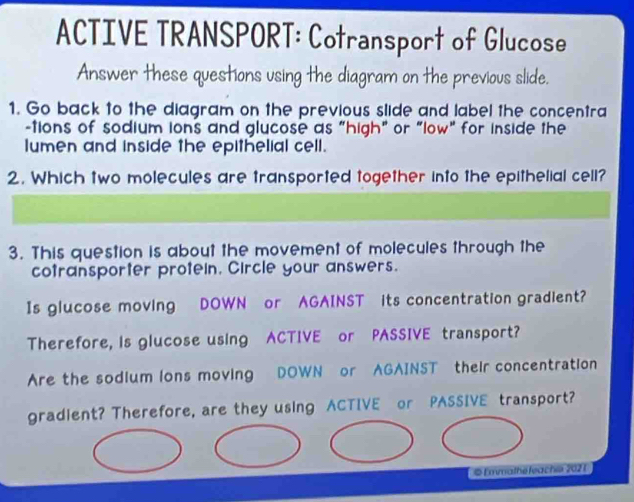 ACTIVE TRANSPORT: Cotransport of Glucose 
Answer these questions using the diagram on the previous slide. 
1. Go back to the diagram on the previous slide and label the concentra 
-tions of sodium ions and glucose as "high" or "low" for inside the 
lumen and inside the epithelial cell. 
2. Which two molecules are transported together into the epithelial cell? 
3. This question is about the movement of molecules through the 
cotransporter protein. Circle your answers. 
Is glucose moving DOWN or AGAINST its concentration gradient? 
Therefore, is glucose using ACTIVE or PASSIVE transport? 
Are the sodium lons moving DOWN or AGAINST their concentration 
gradient? Therefore, are they using ACTIVE or PASSIVE transport? 
© Enmathe feachie 202 1