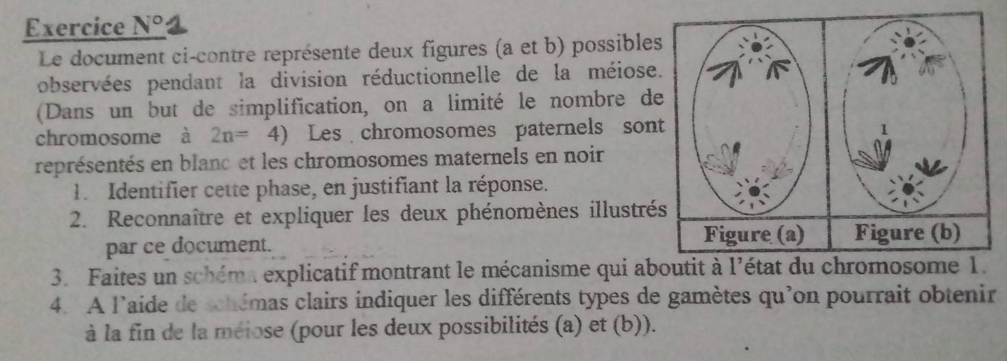 Exercice N° 1 
Le document ci-contre représente deux figures (a et b) possibles 
observées pendant la division réductionnelle de la méiose 
(Dans un but de simplification, on a limité le nombre de 
chromosome à 2n= 4) Les chromosomes paternels sont 
représentés en blanc et les chromosomes maternels en noir 
1. Identifier cette phase, en justifiant la réponse. 
2. Reconnaître et expliquer les deux phénomènes illustré 
par ce document. 
3. Faites un schéma explicatif montrant le mécanisme qui aboutit à l'état du chromosome 1. 
4. A l'aide de schémas clairs indiquer les différents types de gamètes qu'on pourrait obtenir 
à la fin de la méiose (pour les deux possibilités (a) et (b)).