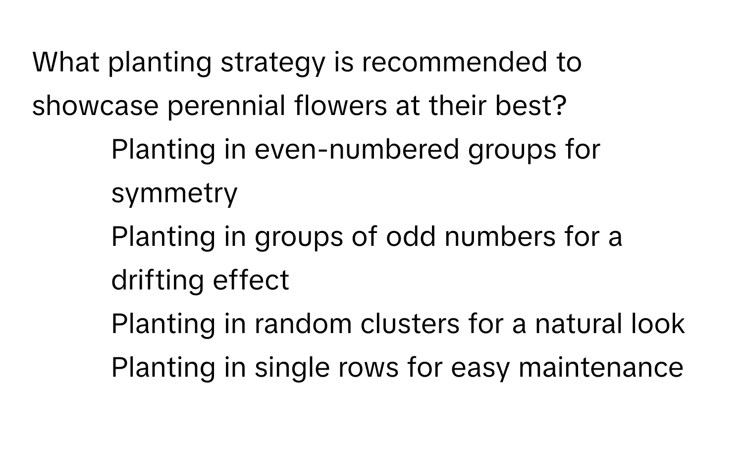 What planting strategy is recommended to showcase perennial flowers at their best? 
- Planting in even-numbered groups for symmetry
- Planting in groups of odd numbers for a drifting effect
- Planting in random clusters for a natural look
- Planting in single rows for easy maintenance