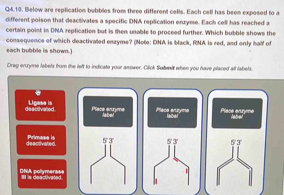 Solved: Below are replication bubbles from three different cells. Each ...