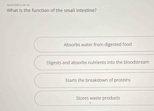 OF 10
What is the function of the small intestine?
Absorbs water from digested food
Digests and absorbs nutrients into the bloodstream
Starts the breakdown of proteins
Stores waste products