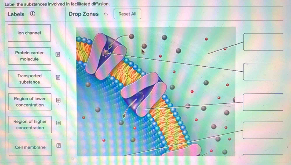 Solved: Label the substances involved in facilitated diffusion. Labels ...