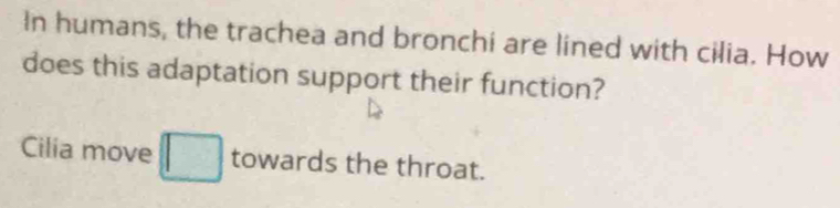 In humans, the trachea and bronchi are lined with cilia. How 
does this adaptation support their function? 
Cilia move towards the throat.