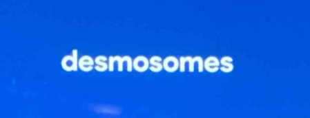 desmosomes