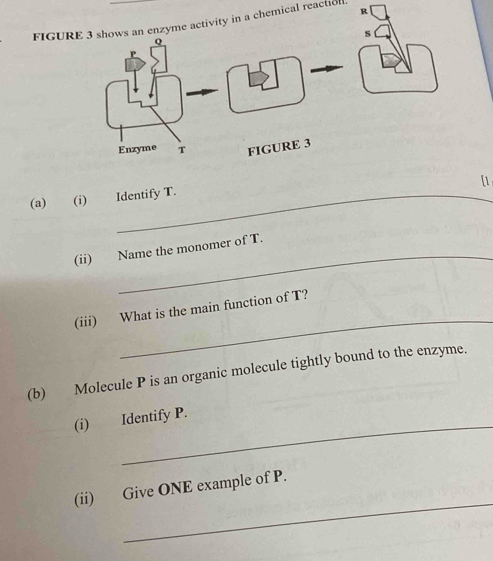 FIGURE 3 shows an enzyme activity in a chemical reaction 
[1 
(a) (i) Identify T. 
(ii) Name the monomer of T. 
_ 
(iii) What is the main function of T? 
(b) Molecule P is an organic molecule tightly bound to the enzyme. 
(i) Identify P. 
_ 
(ii) Give ONE example of P.