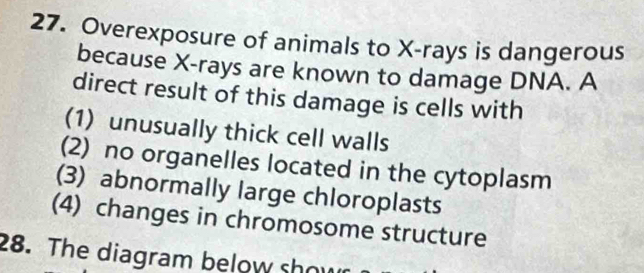 Overexposure of animals to X -rays is dangerous 
because X -rays are known to damage DNA. A 
direct result of this damage is cells with 
(1) unusually thick cell walls 
(2) no organelles located in the cytoplasm 
(3) abnormally large chloroplasts 
(4) changes in chromosome structure 
28. The diagram below show