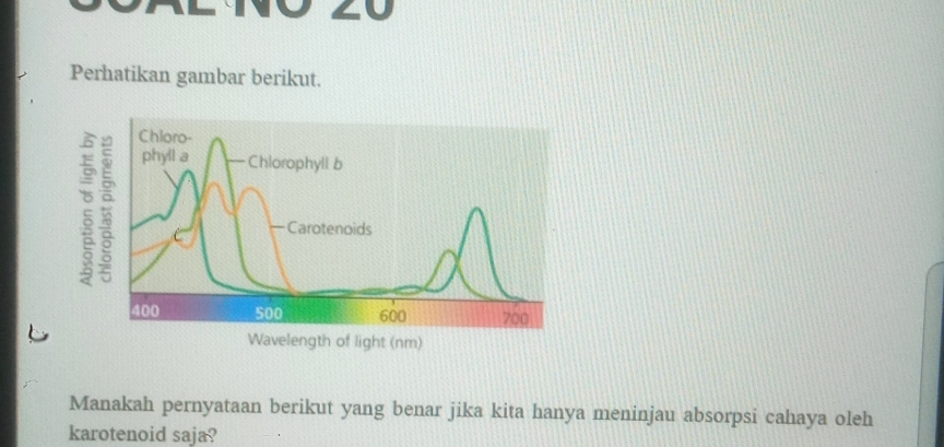 ZU 
Perhatikan gambar berikut. 
Manakah pernyataan berikut yang benar jika kita hanya meninjau absorpsi cahaya oleh 
karotenoid saja?