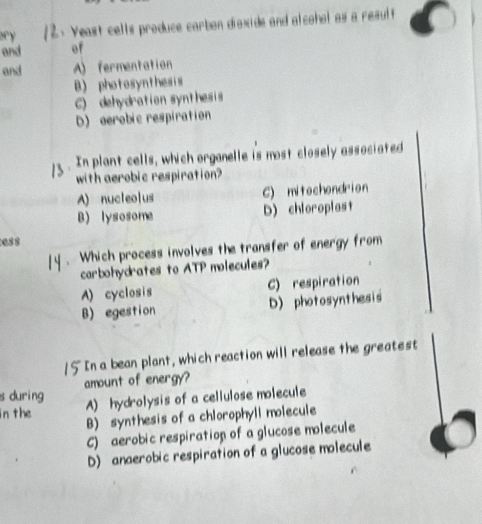 ory Yeast cells produce carbon dioxide and alcohol as a result
and of
and A) fermentation
B) photosynthesis
C) dehydration synthesis
D) aerobic respiration
In plant cells, which organelle is most closely associated
with aerobic respiration?
A) nucleolus C) mitochendrion
B) lysosome D) chloroplast
ess
. Which process involves the transfer of energy from
carbohydrates to ATP molecules?
A) cyclosis C) respiration
B) egestion D) photosynthesis
In a bean plant, which reaction will release the greatest
amount of energy?
s during
in the A) hydrolysis of a cellulose molecule
B) synthesis of a chlorophyll molecule
C) aerobic respiration of a glucose molecule
D) anaerobic respiration of a glucose molecule