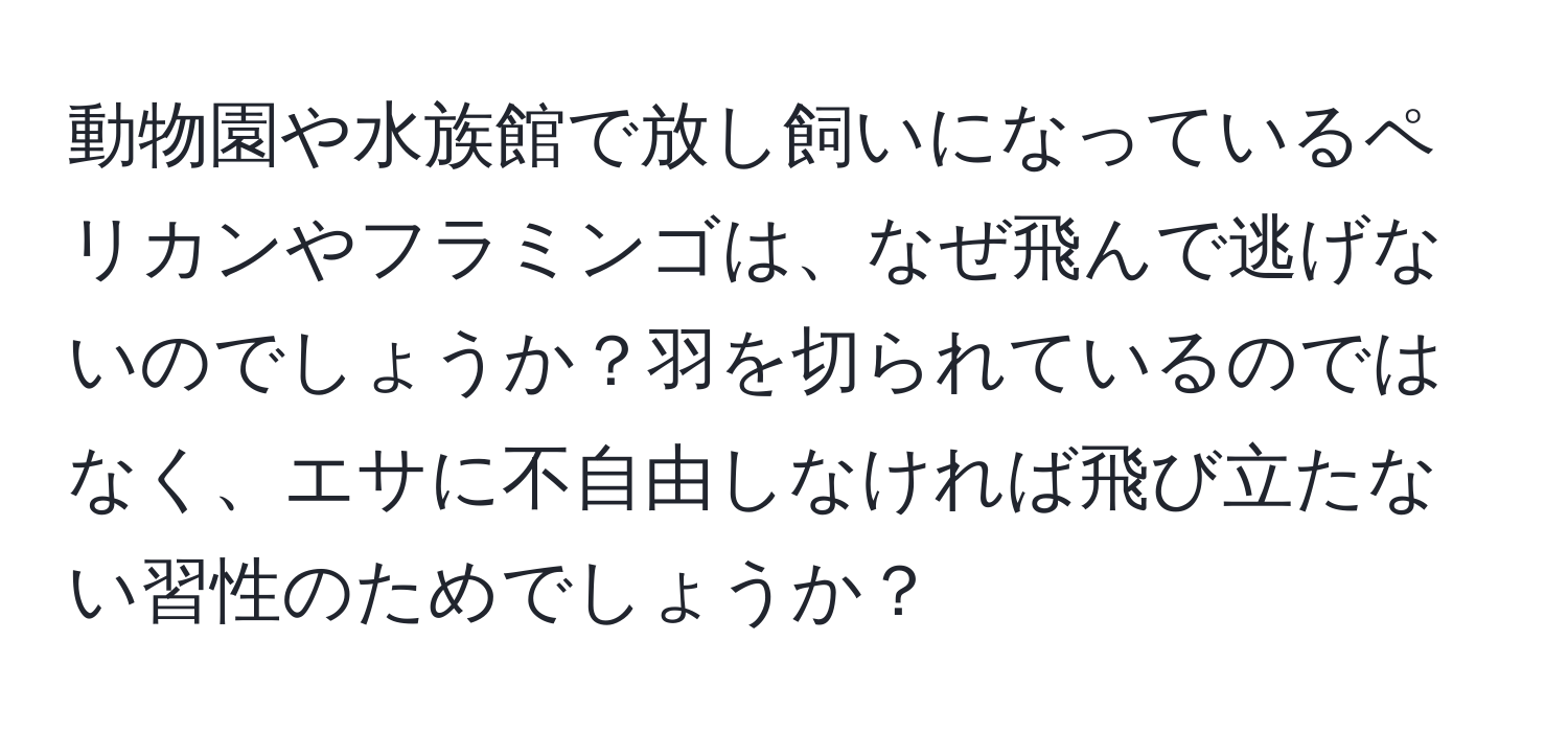 動物園や水族館で放し飼いになっているペリカンやフラミンゴは、なぜ飛んで逃げないのでしょうか？羽を切られているのではなく、エサに不自由しなければ飛び立たない習性のためでしょうか？