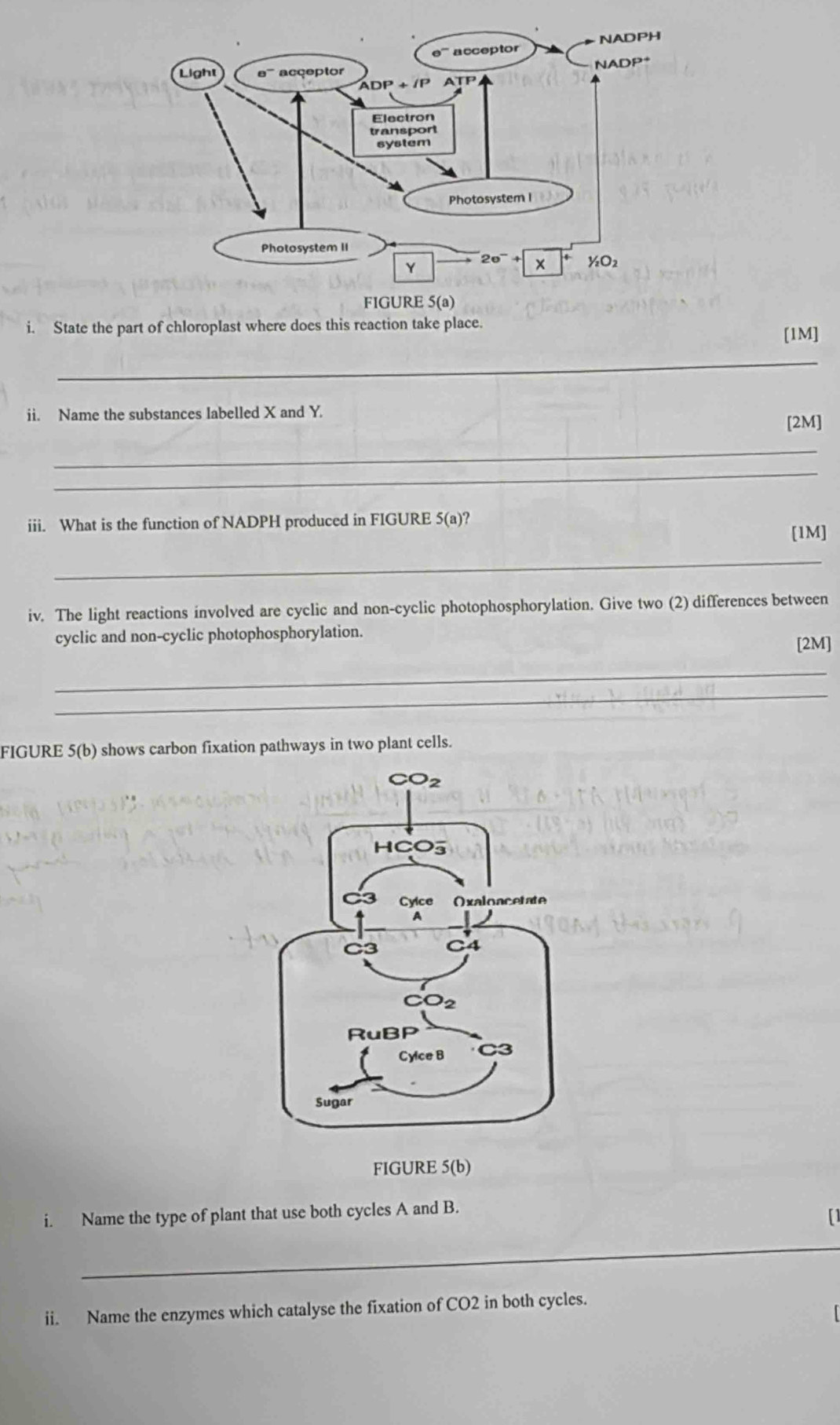 State the part of chloroplast where does this reaction take plac
[1M]
_
ii. Name the substances labelled X and Y.
[2M]
_
_
iii. What is the function of NADPH produced in FIGURE 5(a)?
[1M]
_
iv. The light reactions involved are cyclic and non-cyclic photophosphorylation. Give two (2) differences between
cyclic and non-cyclic photophosphorylation.
[2M]
_
_
FIGURE 5(b) shows carbon fixation pathways in two plant cells.
FIGURE 5(b)
i. Name the type of plant that use both cycles A and B.
_
ii. Name the enzymes which catalyse the fixation of CO2 in both cycles.