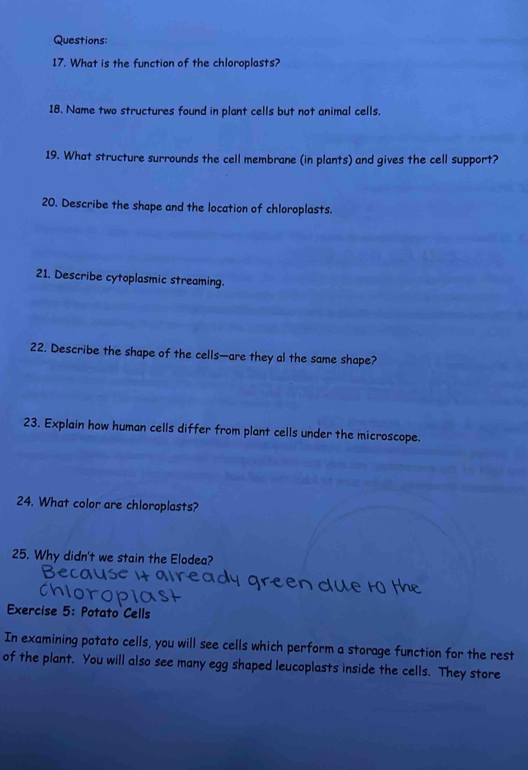 What is the function of the chloroplasts? 
18. Name two structures found in plant cells but not animal cells. 
19. What structure surrounds the cell membrane (in plants) and gives the cell support? 
20. Describe the shape and the location of chloroplasts. 
21. Describe cytoplasmic streaming. 
22. Describe the shape of the cells—are they al the same shape? 
23. Explain how human cells differ from plant cells under the microscope. 
24. What color are chloroplasts? 
25. Why didn't we stain the Elodea? 
Exercise 5: Potato Cells 
In examining potato cells, you will see cells which perform a storage function for the rest 
of the plant. You will also see many egg shaped leucoplasts inside the cells. They store