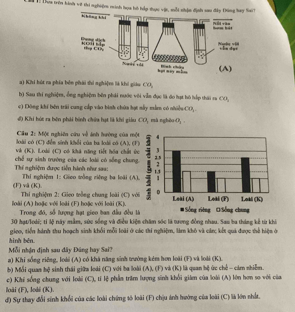 1: Dưa trên hình vẽ thí nghiệm minh họa hô hấp thực vật, mỗi nhận định sau đây Đúng hay Sai?
a) Khí hút ra phía bên phải thí nghiệm là khí giàu CO_2
b) Sau thí nghiệm, ống nghiệm bên phái nước vôi vẫn đục là do hạt hô hấp thải ra CO_2
c) Dòng khí bên trái cung cấp vào bình chứa hạt nầy mầm có nhiều CO_2.
d) Khí hút ra bên phải bình chứa hạt là khí giàu CO_2 mà nghèo O_2.
Cầu 2: Một nghiên cứu về ảnh hưởng của mộ
loài cỏ (C) đến sinh khối của ba loài cỏ (A), (F
và (K). Loài (C) có khả năng tiết hóa chất ức
chế sự sinh trưởng của các loài cỏ sống chung
Thí nghiệm được tiến hành như sau:
Thí nghiệm 1: Gieo trồng riêng ba loài (A)
(F) và (K).
Thí nghiệm 2: Gieo trồng chung loài (C) vớ
loài (A) hoặc với loài (F) hoặc với loài (K).
Trong đó, số lượng hạt gieo ban đầu đều l
30 hạt/loài; tỉ lệ nảy mầm, sức sống và điều kiện chăm sóc là tương đồng nhau. Sau ba tháng kể từ khi
gieo, tiến hành thu hoạch sinh khối mỗi loài ở các thí nghiệm, làm khô và cân; kết quả được thể hiện ở
hình bên.
Mỗi nhận định sau đây Đúng hay Sai?
a) Khi sống riêng, loài (A) có khả năng sinh trưởng kém hơn loài (F) và loài (K).
b) Mối quan hệ sinh thái giữa loài (C) với ba loài (A), (F) và (K) là quan hệ ức chế - cảm nhiễm.
c) Khi sống chung với loài (C), tỉ lệ phần trăm lượng sinh khối giảm của loài (A) lớn hơn so với của
loài (F), loài (K).
d) Sự thay đổi sinh khối của các loài chứng tỏ loài (F) chịu ảnh hưởng của loài (C) là lớn nhất.