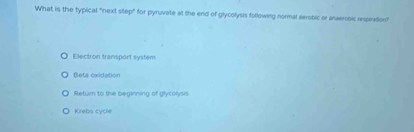 What is the typical "next step" for pyruvate at the end of glycolysis following normal aerobic or anaerobic respiration?
Electron transport system
Beta oxidation
Return to the beginning of glycolysis
Krebs cycle