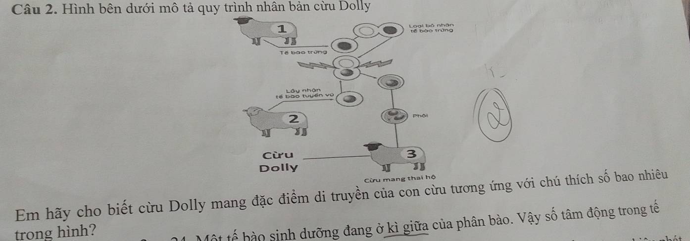 Hình bên dưới mô tả quy trình nhân bản cừu Dolly 
Em hãy cho biết cừu Dolly mang đặc điểm di truyền của con cừu tương ứng với chú thích số bao nhiêu 
trong hình? 
ột tế hào sinh dưỡng đang ở kì giữa của phân bào. Vậy số tâm động trong tế