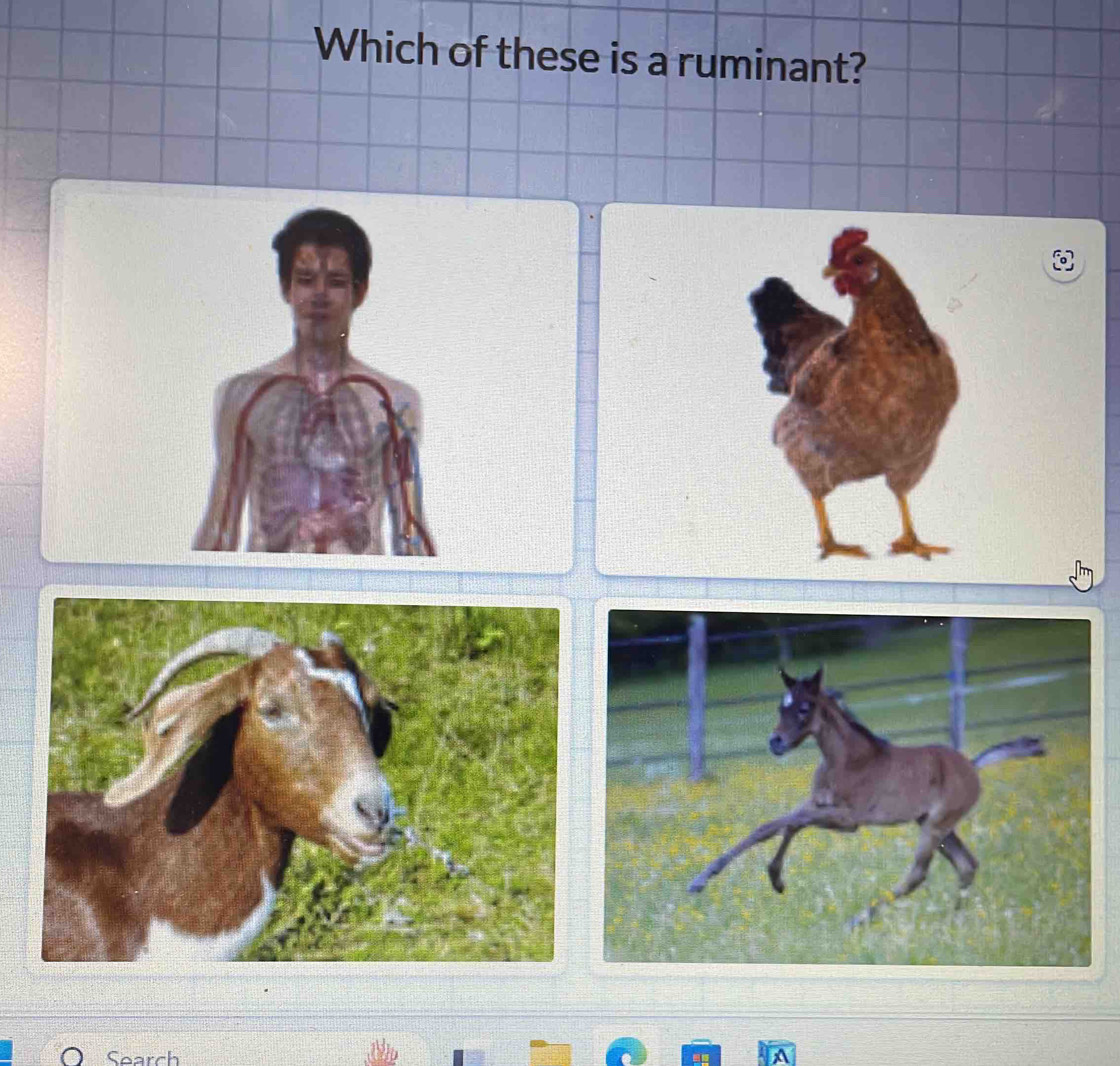 Which of these is a ruminant? 
Search