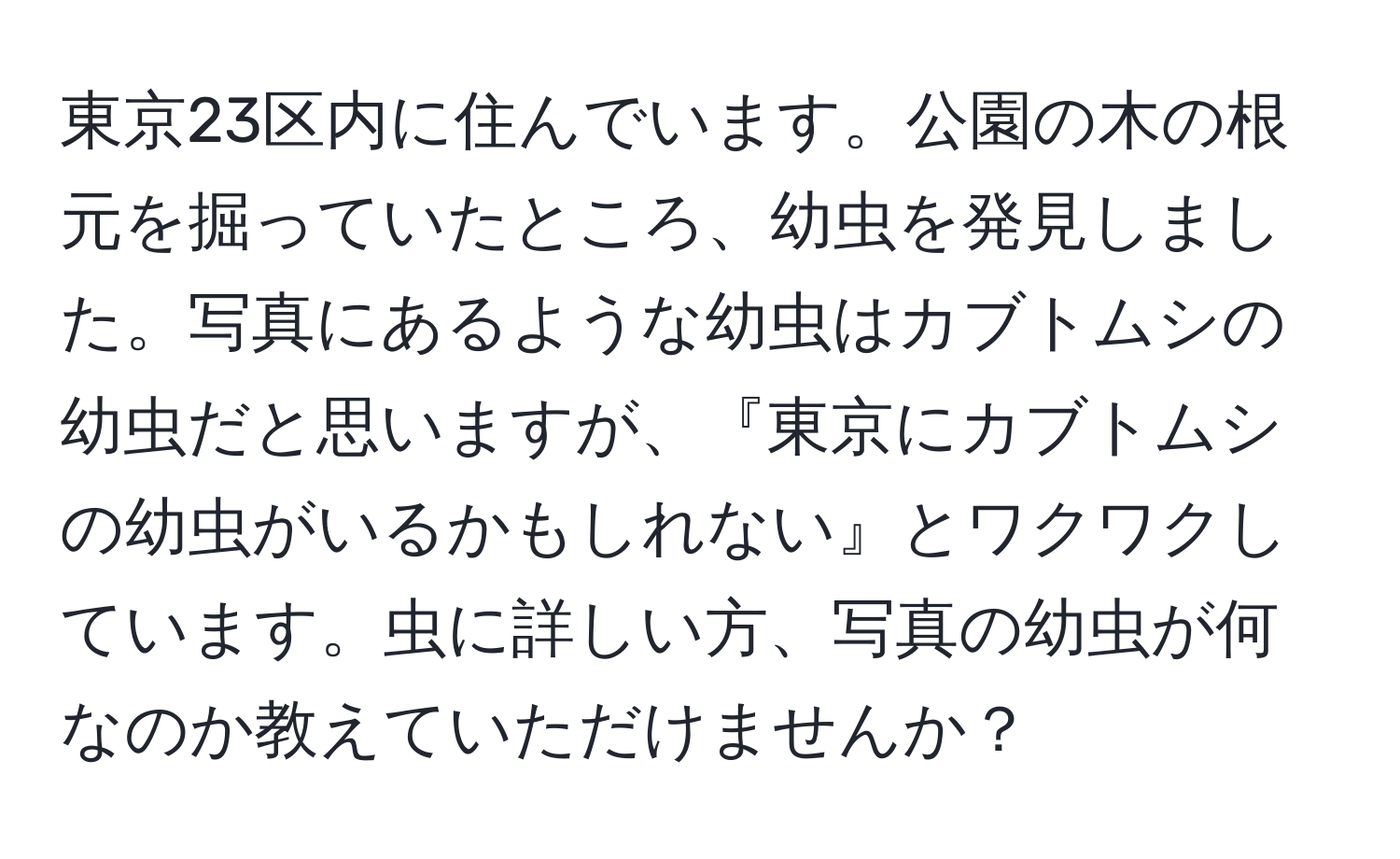 東京23区内に住んでいます。公園の木の根元を掘っていたところ、幼虫を発見しました。写真にあるような幼虫はカブトムシの幼虫だと思いますが、『東京にカブトムシの幼虫がいるかもしれない』とワクワクしています。虫に詳しい方、写真の幼虫が何なのか教えていただけませんか？