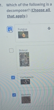 Which of the following is a
decomposer? (Choose all
that apply.)
Fungus
Bobcat
Earthworm
Bacteria