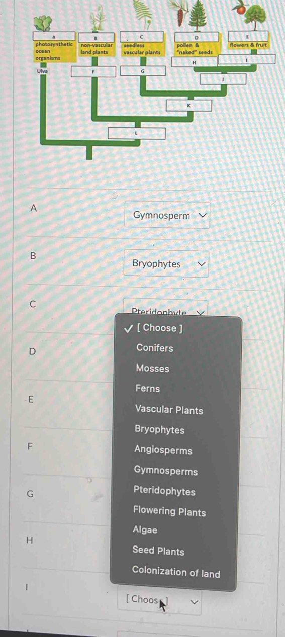 A
Gymnosperm
B
Bryophytes
C
Pteridonhyte
[ Choose ]
D
Conifers
Mosses
Ferns
E
Vascular Plants
Bryophytes
F Angiosperms
Gymnosperms
G
Pteridophytes
Flowering Plants
Algae
H
Seed Plants
Colonization of land
[ Choos