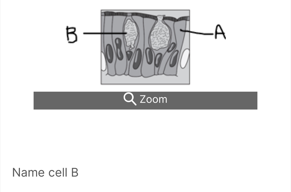 Zoom 
Name cell B