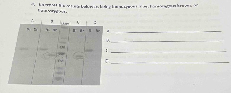 Interpret the results below as being homozygous blue, homozygous brown, or 
heterozygous. 
_ 
_ 
_ 
_