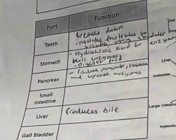 Ceal 
Intestín 
Gall Bladder