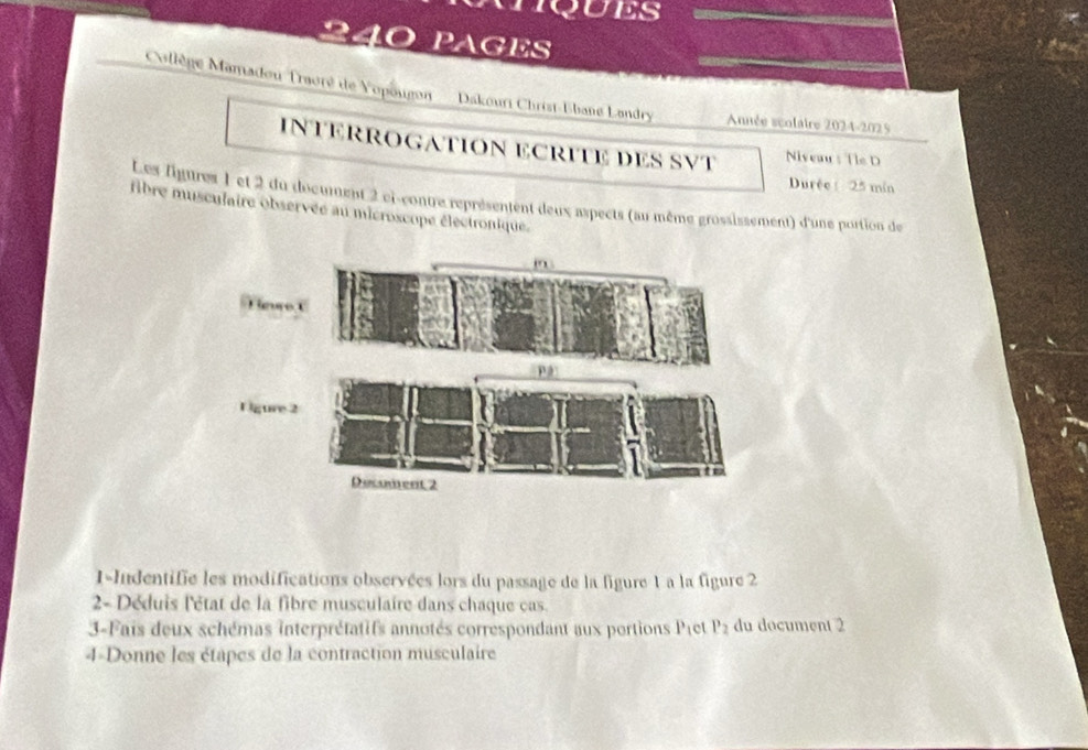 IQUES 
240 PAGES 
Collège Mamadou Traoré de Vopougon Dakouri Christ-Ebanø Landry Année scolaire 2024-2025 
INTERROGATION ECRITE DES SVT Niveaus Tle D 
Durée 25 mín 
Les ligures 1 et 2 du docuent 2 ci-contre représentent deux aspects (au même grossissement) d'une portion de 
fibre musculaire observée au microscope électronique. 
1-Indentifie les modifications observées lors du passage de la figure 1 a la figure 2 
2- Déduis l'état de la fibre musculaire dans chaque cas. 
3-Fais deux schémas interprétatifs annotés correspondant aux portions Péet P_2 du document 2
4-Donne les étapes de la contraction musculaire