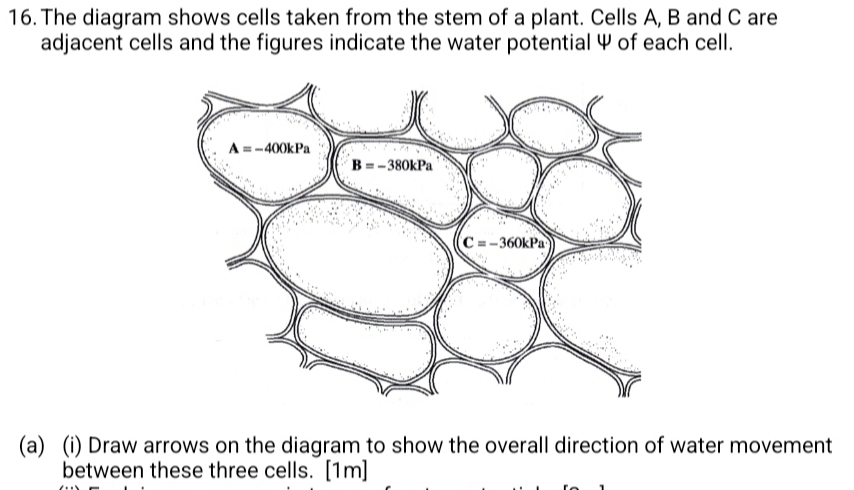Selesai:The diagram shows cells taken from the stem of a plant. Cells A ...