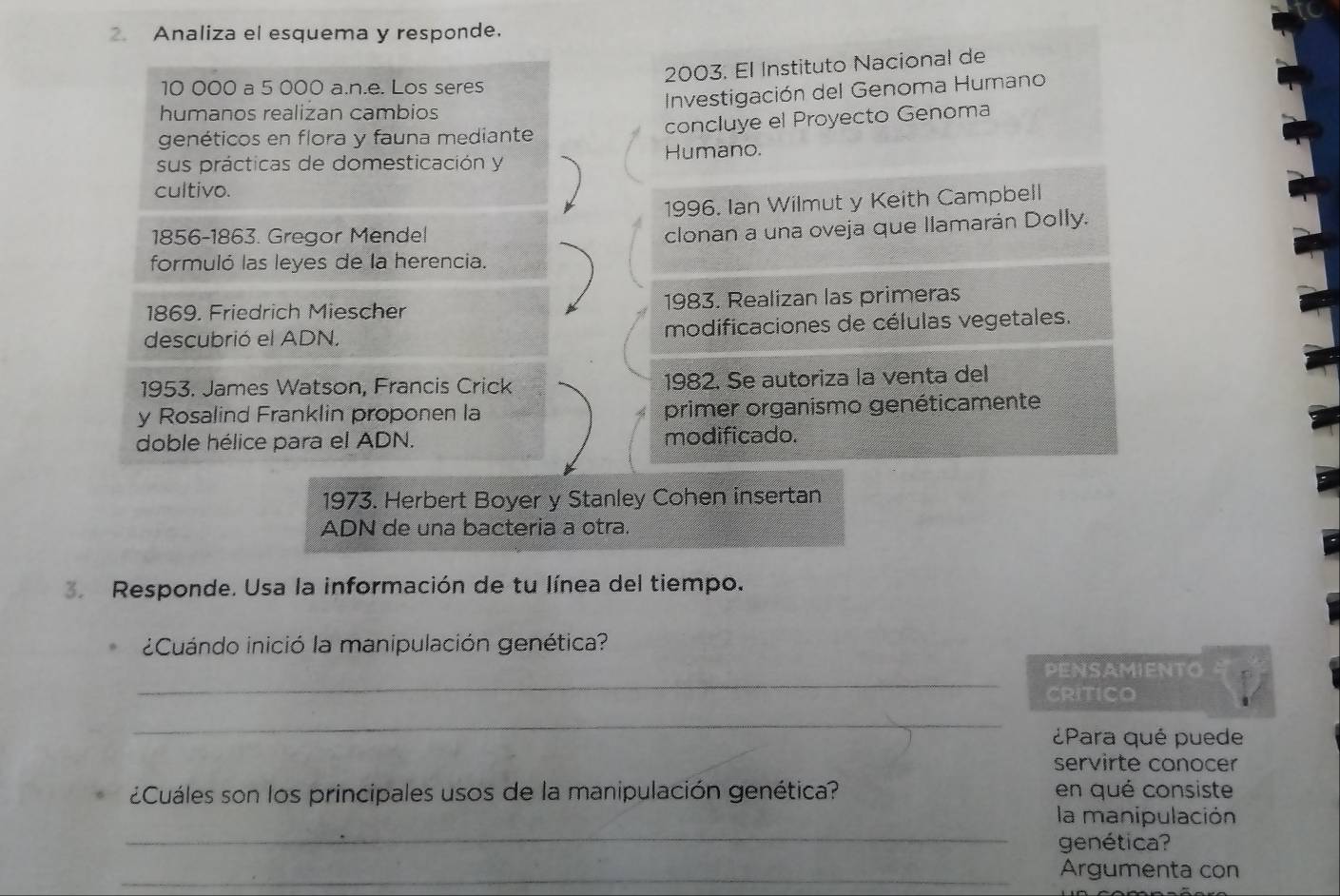 Analiza el esquema y responde. 
2003. El Instituto Nacional de
10 000 a 5 000 a.n.e. Los seres 
Investigación del Genoma Humano 
humanos realizan cambios 
genéticos en flora y fauna mediante concluye el Proyecto Genoma 
sus prácticas de domesticación y Humano. 
cultivo. 
1996. Ian Wilmut y Keith Campbell 
1856-1863. Gregor Mendel 
clonan a una oveja que llamarán Dolly. 
formuló las leyes de la herencia. 
1869. Friedrich Miescher 1983. Realizan las primeras 
descubrió el ADN. modificaciones de células vegetales. 
1953. James Watson, Francis Crick 1982. Se autoriza la venta del 
y Rosalind Franklin proponen la primer organismo genéticamente 
doble hélice para el ADN. modificado. 
1973. Herbert Boyer y Stanley Cohen insertan 
ADN de una bacteria a otra. 
3. Responde. Usa la información de tu línea del tiempo. 
¿Cuándo inició la manipulación genética? 
_ 
PENSAMIENTO 
CRITICO 
_ 
¿Para qué puede 
servirte conocer 
¿Cuáles son los principales usos de la manipulación genética? en qué consiste 
_ 
la manipulación 
genética? 
_ 
Argumenta con