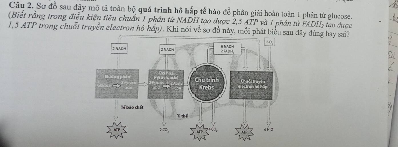 Sơ đồ sau đây mô tả toàn bộ quá trình hô hấp tế bào để phân giải hoàn toàn 1 phân tử glucose. 
(Biết rằng trong điều kiện tiêu chuẩn 1 phân tử NADH tạo được 2,5 ATP và 1 phân tử FADH_2 tạo được
1,5 ATP trong chuỗi truyền electron hô hấp). Khi nói về sơ đồ này, mỗi phát biểu sau đây đúng hay sai?