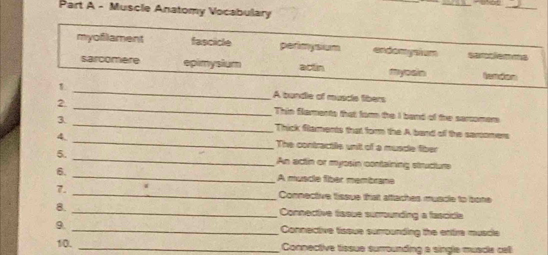 Muscle Anatomy Vocabulary
myoflament fascicle perimysium endomysium samciemms
sarcomere epimysium
actn myosin
_1
A bandle of muscle libers
2. _Thin flaments that fown the I band of the serromers
3. _Thick flaments that for the A band of the sentomers
4. _The contractile unit of a musde fiber
5. _An actin or myosin containing structure
6. _A musde fiber membrane
7. _Connective tissue that atteches muscle to bone
8. _Connective tissue surrounding a fascidle
9. _ Connective tissue surrounding the entre muscle
10. _ Connective tissue surrounding a single muscla cell