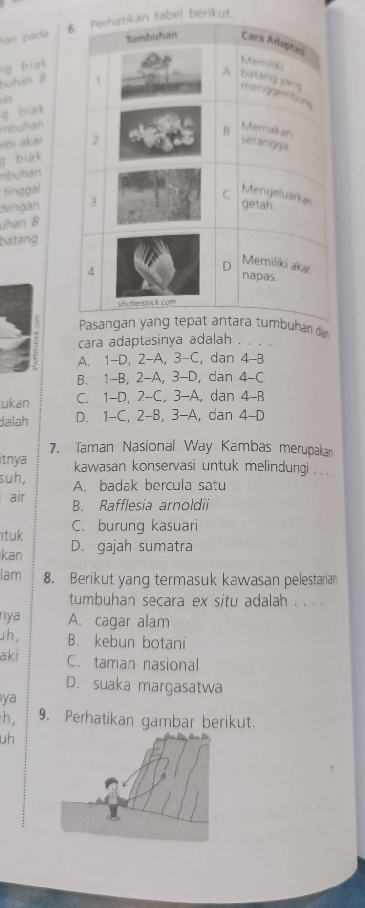 tabel berikut.
han pada
g biak
buhan B
as
g biak
mbuhan
nbi akar 
g biak
nbuhan
tinggal
dengan 
uhan B
batang
dan
cara adaptasinya adalah . . . .
A. 1 -D, 2 -A, 3-C, dan 4 -B
B. 1-B, 2 -A, 3 -D, dan 4 -C
ukan C. 1 -D, 2 -C, 3 -A, dan 4 - B
dalah D. 1 -C, 2 -B, 3 -A, dan 4-D
7. Taman Nasional Way Kambas merupakan
itnya
kawasan konservasi untuk melindungi . . . .
suh, A. badak bercula satu
air B. Rafflesia arnoldii
ntuk C. burung kasuari
kan D. gajah sumatra
lam 8. Berikut yang termasuk kawasan pelestarian
tumbuhan secara ex situ adalah . . . .
nya A. cagar alam
uh, B. kebun botani
aki C. taman nasional
D. suaka margasatwa
ya
h, 9. Perhatikan gambar berikut.
uh