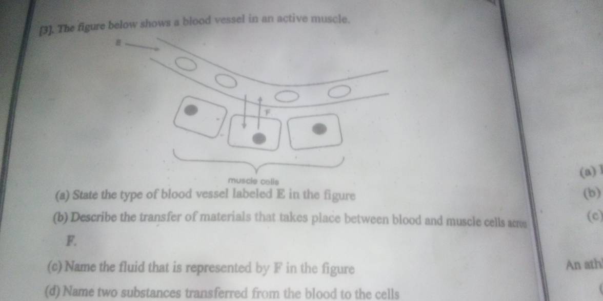 [3]. The figure below shows a blood vessel in an active muscle.
F
(a) 1 
muscie calis 
(a) State the type of blood vessel labeled E in the figure (b) 
(b) Describe the transfer of materials that takes place between blood and muscle cells ams
(c)
F. 
(c) Name the fluid that is represented by F in the figure An ath 
(d)Name two substances transferred from the blood to the cells