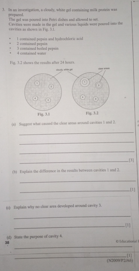 In an investigation, a cloudy, white gel containing milk protein was 
prepared. 
The gel was poured into Petri dishes and allowed to set. 
Cavities were made in the gel and various liquids were poured into the 
cavities as shown in Fig. 3.1. 
l contained pepsin and hydrochloric acid 
2 contained pepsin 
3 contained boiled pepsin 
4 contained water 
Fig. 3.2 shows the results after 24 hours. 
(a) Suggest what caused the clear areas around cavities 1 and 2. 
C 
_ 
_ 
_ 
_[3] 
(b) Explain the difference in the results between cavities 1 and 2. 
_ 
_[1] 
_ 
(c) Explain why no clear area developed around cavity 3. 
_ 
_.[1] 
(d) State the purpose of cavity 4. 
_ 
38 © Educational I 
_ 
_[1] 
(N2009/P2/A6)