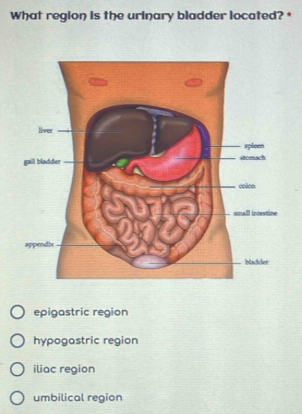 What region is the urinary bladder located? *
epigastric region
hypogastric region
iliac region
umbilical region